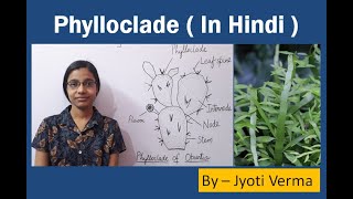 Phylloclade in Hindi  Phylloclade of Opuntia  Phylloclade of Muehlenbeckia [upl. by Flosser]