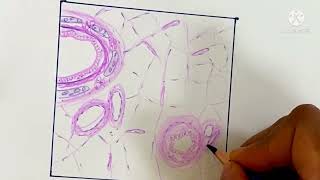 Histology Drawing of Lung Respiratory system  bronchi  bronchioles drurmila3614 microscopic view [upl. by Tallulah]