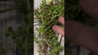 How to grow jade plant from cutting shorts Jade plant care 🪴 [upl. by Ribaj]