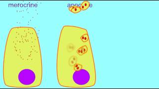 AP1 MEROCRINE APOCRINE amp HOLOCRINE GLANDS [upl. by Seabrooke]