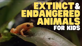 Extinct and Endangered Animals for Kids  What we can do to protect endangered species [upl. by Htieh]