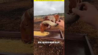 The cow with the longest horn in the world।😱shortvideo amazingfacts [upl. by Tichonn]