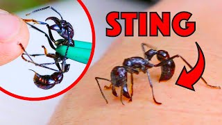 BULLET ANT STING [upl. by Dinah]