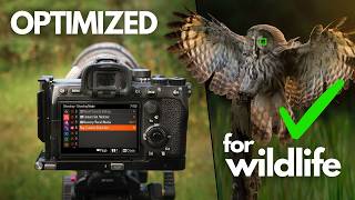 My Top 5 Sony Custom Functions  Bird amp Wildlife Photography [upl. by Yenial215]