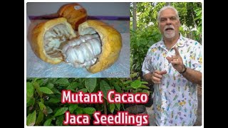 Mutant Cacao Grafts and Seedlings [upl. by Kenney]