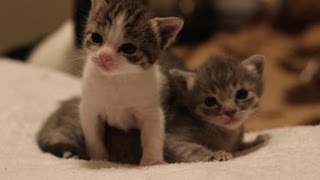 3 Weeks Old Kitten Update [upl. by Esile303]