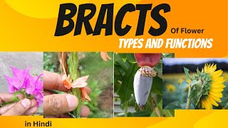 Bracts Types and Functions [upl. by Lehcer951]