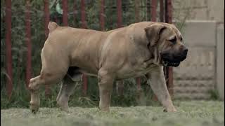 Thickest Boerboel Ever [upl. by Inalej]