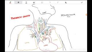 Clinical Anatomy Thorax  Mediastinum and Pericardium [upl. by Hoj468]