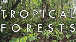 Tropical Rainforest and Tropical Seasonal Forest  Biomes1 [upl. by Habeh]