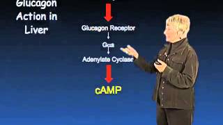 Glycogen Metabolism  Susan Taylor UCSDHHMI [upl. by Shandie]