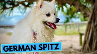 German Spitz  TOP 10 Interesting Facts [upl. by Onimod]