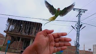 Kenzo the Alexandrine parrot Free Flight progressparrot free flightParrot trainingpffact [upl. by Esidarap]