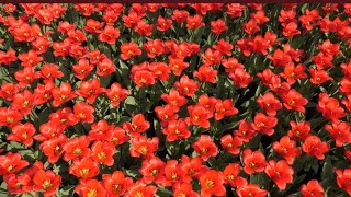 4K 30032019 Keukenhof tulip fields Lisse The Netherlands [upl. by Khichabia116]