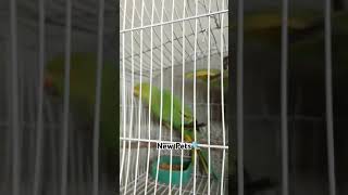 Green Parrots  Mitho Baby Parrot And Baggies [upl. by Teiluj]