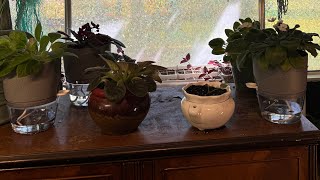 African Violet Care How to Transplant and Maintain Healthy Plants [upl. by Hamaso256]