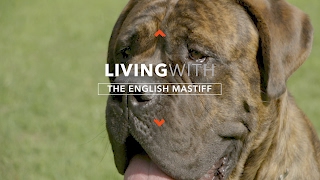 ALL ABOUT LIVING WITH ENGLISH MASTIFFS [upl. by Crispas]