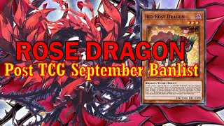 NEW ROSE DRAGON deck Sep2024  Post TCG Banlist [upl. by Eissen]