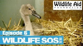 Wildlife SOS Online  Episode 6 [upl. by Enialed412]