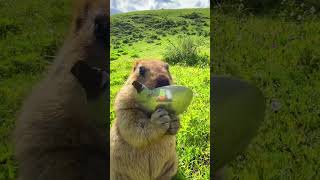 Cute Wild animal bobak marmot or prairie dog eating cookies yummy 96 [upl. by Ontine334]