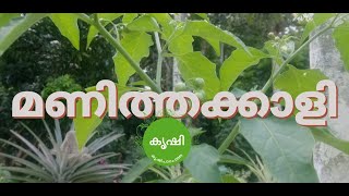 മണിത്തക്കാളിയുടെ ഗുണങ്ങള്‍  medicinal plant Solanum nigrum  Black nightshade  manithakkali [upl. by Magnien771]