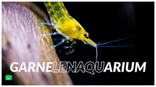 DAS GARNELENAQUARIUM  Perfekte Garnelenaquarium betreiben  GarnelenTv [upl. by Bicknell]