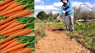 Coltivare le Carote preparazione terreno fertilizzazione e semina [upl. by Casey242]