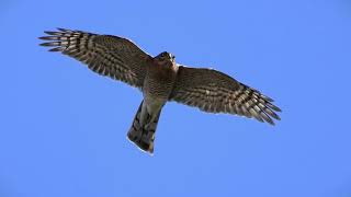 sparrowhawk in flight wildlife wildlifephotography nature [upl. by Papke]