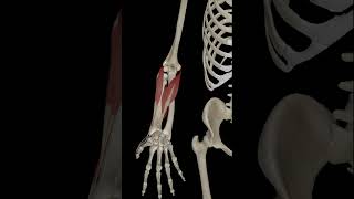 Wrist Joint Radial Deviation anatomy science 3danatomy humananatomy [upl. by Flinn]