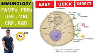 PAMPs PRRs TLRs MBL CRP  RGD Pattern Recognition Molecule  By ABIO [upl. by Meece]