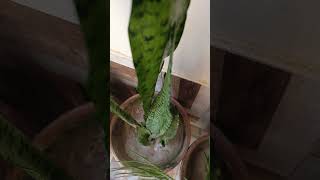 Plants care tips plants plantscare plantscaretips shortfeed shortvideo [upl. by Patrizius917]