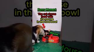 ❤️🤣cat shares foot with the mouse in the food bowl😱❗❗ short shorts cat funny cat mrstory [upl. by Akimit]