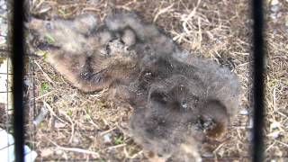 Decomposing Carcass of Japanese Macaque in Timelapse R2 ニホンザル死骸の生物分解【微速度撮影】 [upl. by Ulita411]