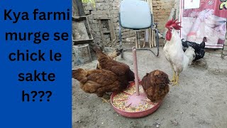 Farmi murga Se chick le sakte haiGhar ke piche murgi palan [upl. by Anaiek585]