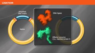 Overview of PCR Cloning [upl. by Hcir]