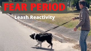 Leash reactivity is common during a fear period heres how to handle it [upl. by Ehsiom277]