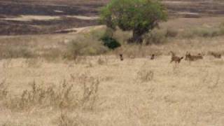 Hyena and lion battling it out on the plains of Tanzania part 2 [upl. by Aeduj24]