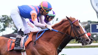 VIDA AMOROSA  DON LATIDO  BRIENNE TRIGGER  LO MEJOR DE LA SEMANA Y JOCKEY JOAQUÍN GUIDA [upl. by Gilroy]