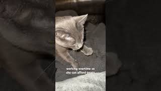 fresh biscuits cat funny memes [upl. by Annel970]