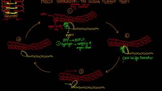 Neuromuscular Junction  Part 2 Contraction [upl. by Ahsirtal997]