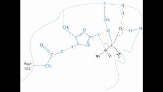 Chymotrypsin Mechanism [upl. by Blum94]