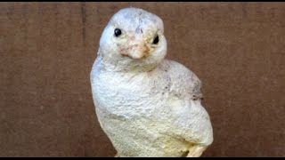 Make a Baby Chick with Paper Mache Clay [upl. by Dorcas]