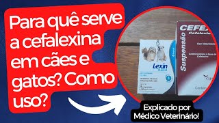 Como é usada a cefalexina em cães e gatos Pra quê uso Explicado por Médico Veterinário [upl. by Joacima]