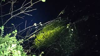 Golden Joro spider webs aka Trichonephila clavata [upl. by Gerrit]