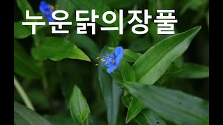 누운닭의장풀Carolina dayflower [upl. by Nairim]