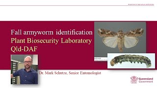 Fall armyworm identification [upl. by Novla245]