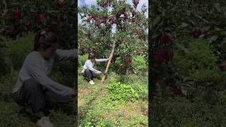 My Favorite is Red Apple🍎 Beautiful Apple fruit amp Rural Farmer satisfying shortvideo shorts [upl. by Olnek]