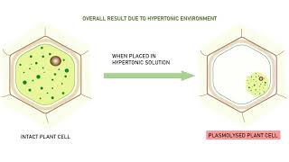 PLASMOLYSIS ANIMATION VIDEO [upl. by Aimil]