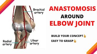 Anastomosis around Elbow Joint  easy explanation  LOVE FOR ANATOMY [upl. by Neelhtak]