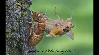 The cicada story part 1 emergence 9088076b [upl. by Floro]